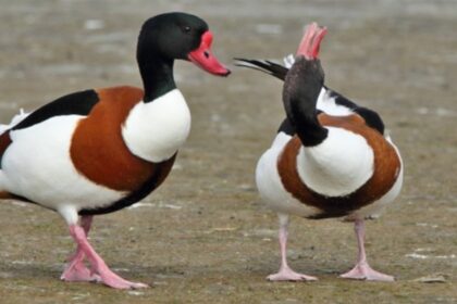 Common Shelduck: Guide to Habitat, Behavior, and Conservation