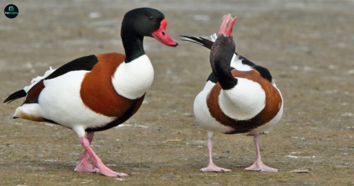 Common Shelduck: Guide to Habitat, Behavior, and Conservation
