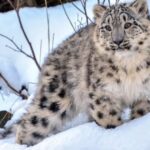 Endangered Snow Leopard Discovered Dead in Northern Pakistan