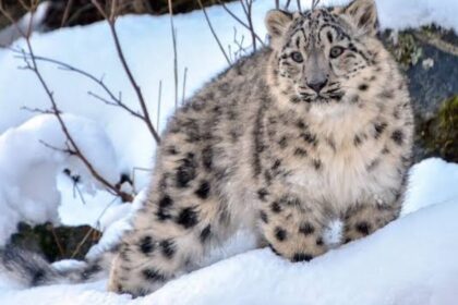 Endangered Snow Leopard Discovered Dead in Northern Pakistan