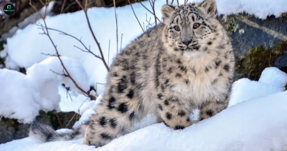 Endangered Snow Leopard Discovered Dead in Northern Pakistan