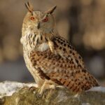 Eurasian Eagle-Owl: Majestic Nocturnal Predator of Europe & Asia