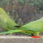 Final Call for Parrot Registration: Wildlife Department Sets Deadline