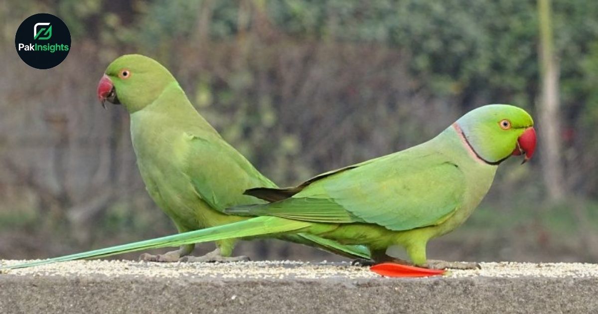 Final Call for Parrot Registration: Wildlife Department Sets Deadline