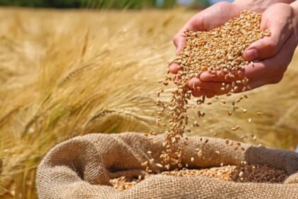 Flour and Wheat Prices Skyrocket Across Major Cities in Punjab