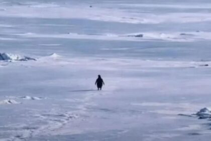 Lonely Penguin Goes Viral in 2026: Antarctica’s Solitary Star