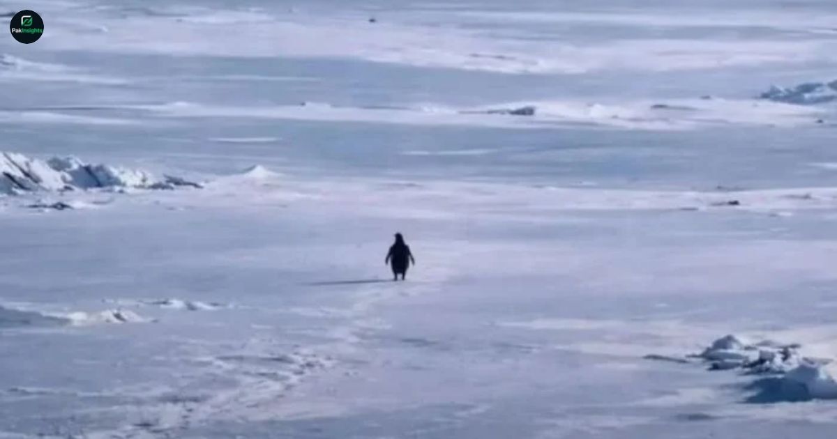 Lonely Penguin Goes Viral in 2026: Antarctica’s Solitary Star