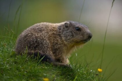 Marmot: Habitat, and Fascinating Facts About This Small Mammal