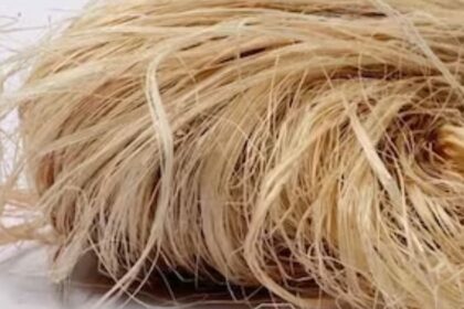 Pakistani Student Turns Banana Waste into Eco-Friendly Fiber