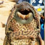 Pakistan’s Aquatic Life at Risk from Invasive Amazon Sailfin Catfish