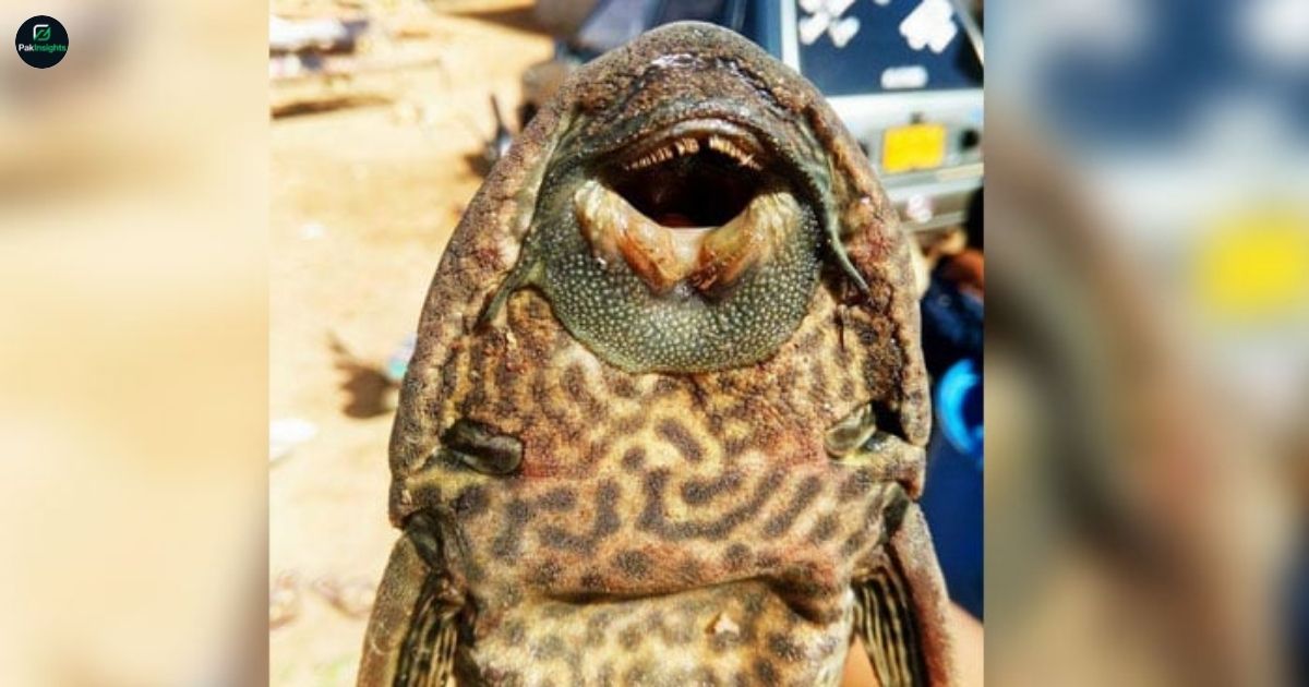 Pakistan’s Aquatic Life at Risk from Invasive Amazon Sailfin Catfish