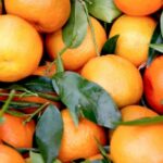 Pakistan’s Kinnow Exports Fetch $40 Million in Just 45 Days