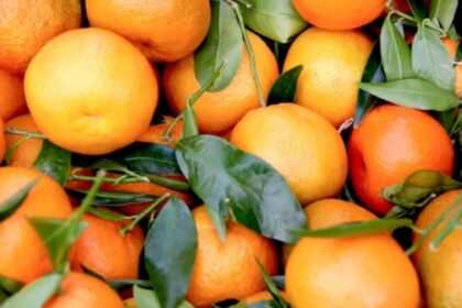 Pakistan’s Kinnow Exports Fetch $40 Million in Just 45 Days