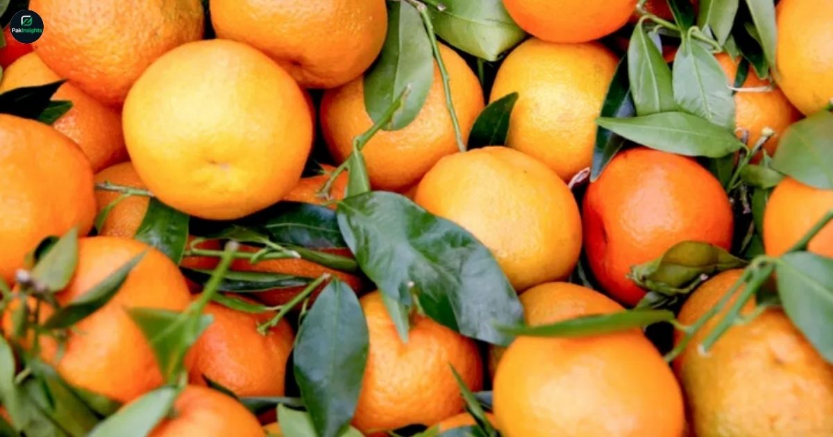 Pakistan’s Kinnow Exports Fetch $40 Million in Just 45 Days