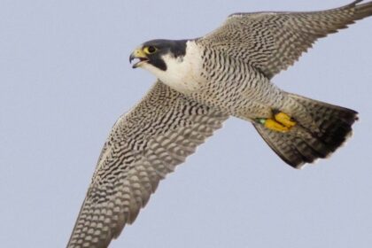 Peregrine Falcon – The World’s Fastest Bird of Prey Explained