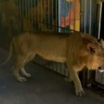 Punjab Bans Private Ownership of Lions After Child Attacks