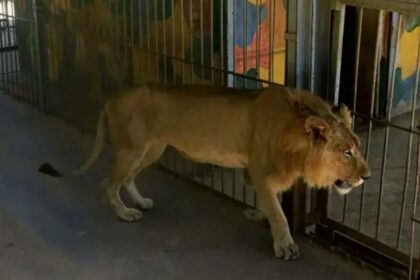 Punjab Bans Private Ownership of Lions After Child Attacks