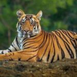 Punjab Wildlife Department Seizes 59 Big Cats from Private Farms