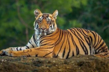 Punjab Wildlife Department Seizes 59 Big Cats from Private Farms