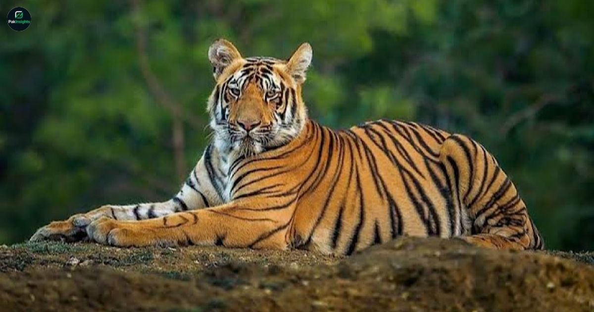 Punjab Wildlife Department Seizes 59 Big Cats from Private Farms