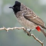Red-vented Bulbul : Habitat, Behavior & Identification Guide
