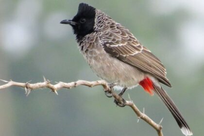 Red-vented Bulbul : Habitat, Behavior & Identification Guide