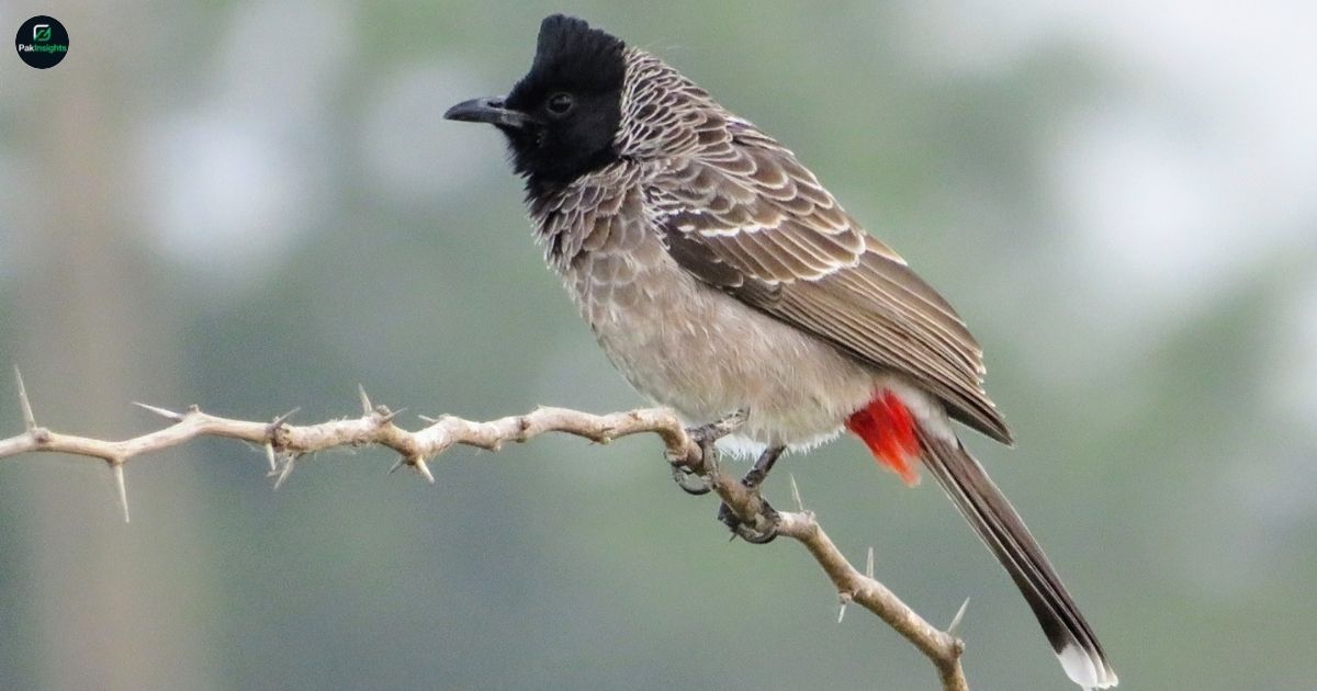 Red-vented Bulbul : Habitat, Behavior & Identification Guide