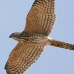 Shikra – The Small but Mighty Bird of Prey