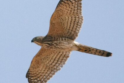 Shikra – The Small but Mighty Bird of Prey
