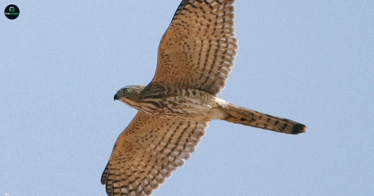 Shikra – The Small but Mighty Bird of Prey