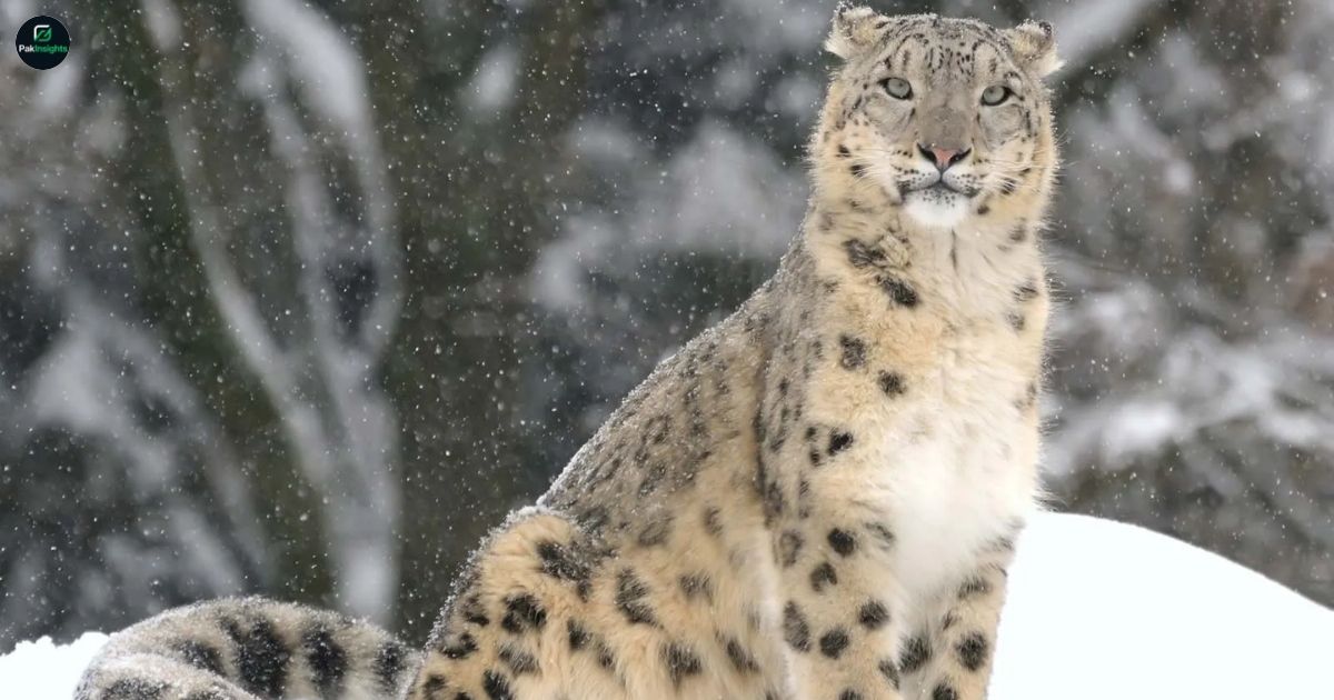 Snow Leopard (Panthera uncia): Habitat, Behavior, & Conservation