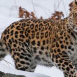 Amur Leopard: The World’s Rarest Big Cat