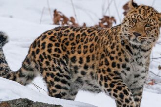 Amur Leopard: The World’s Rarest Big Cat