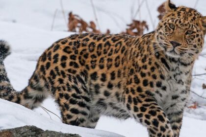 Amur Leopard: The World’s Rarest Big Cat
