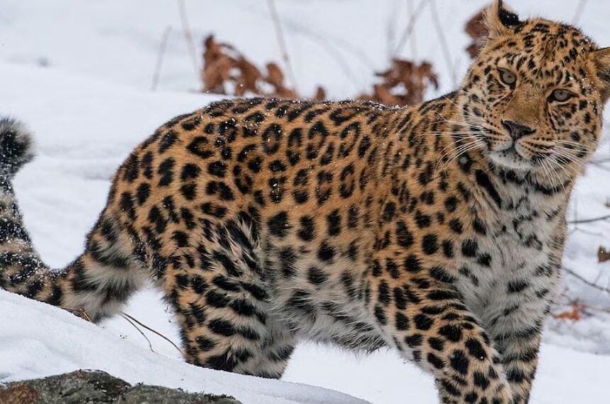 Amur Leopard: The World’s Rarest Big Cat
