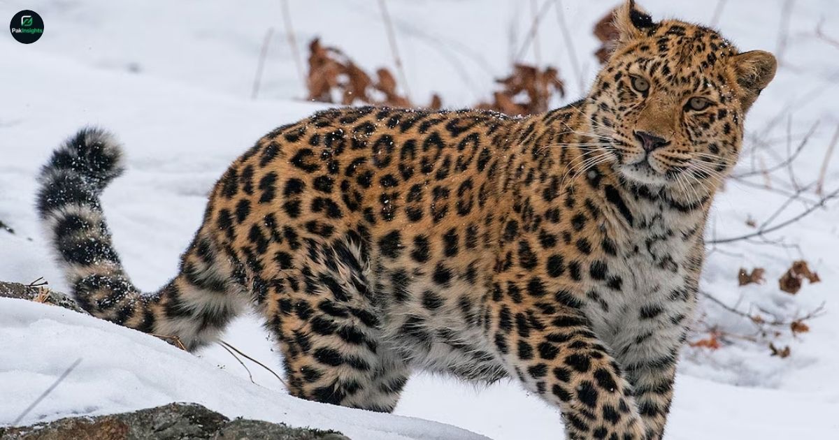 Amur Leopard: The World’s Rarest Big Cat