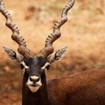 Blackbuck – Habitat, Conservation Status, and Threats Explained