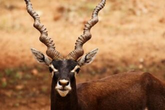 Blackbuck – Habitat, Conservation Status, and Threats Explained