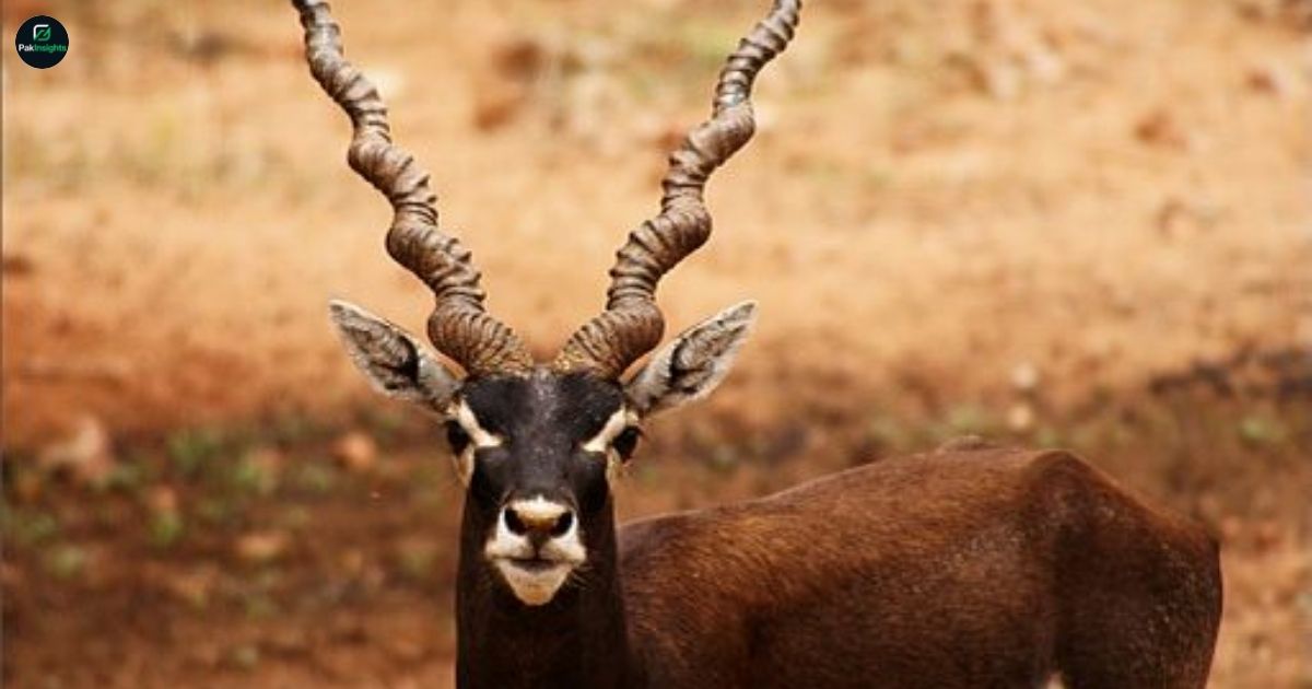 Blackbuck – Habitat, Conservation Status, and Threats Explained