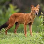 Dhole (Asiatic Wild Dog): Habitat, Behavior, and Conservation