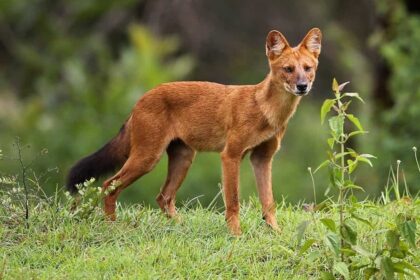 Dhole (Asiatic Wild Dog): Habitat, Behavior, and Conservation