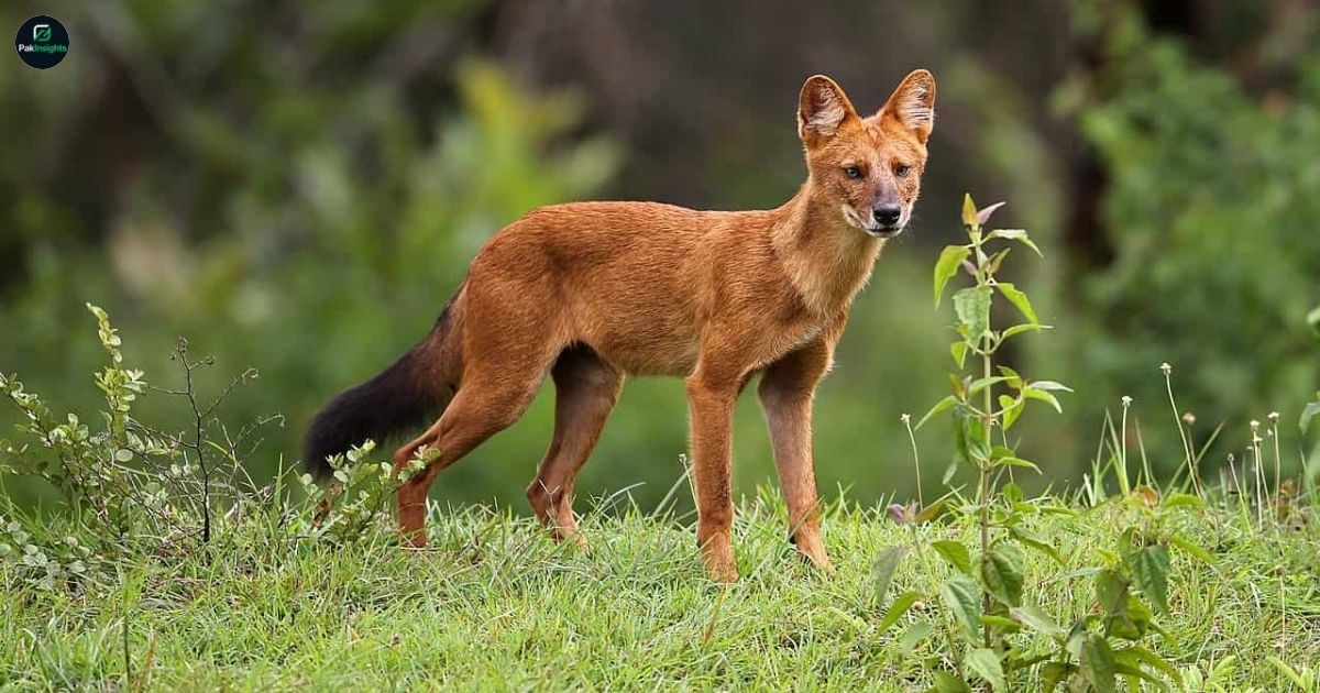 Dhole (Asiatic Wild Dog): Habitat, Behavior, and Conservation