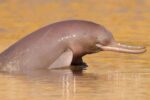 GIS Survey Reveals 135 Indus River Dolphins in KP