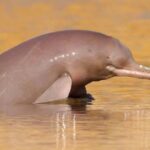 GIS Survey Reveals 135 Indus River Dolphins in KP