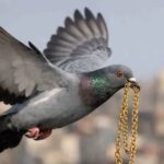 Pigeon Escapes with Valuable Gold Chain in Degana Market