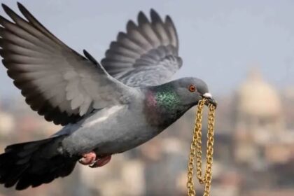 Pigeon Escapes with Valuable Gold Chain in Degana Market