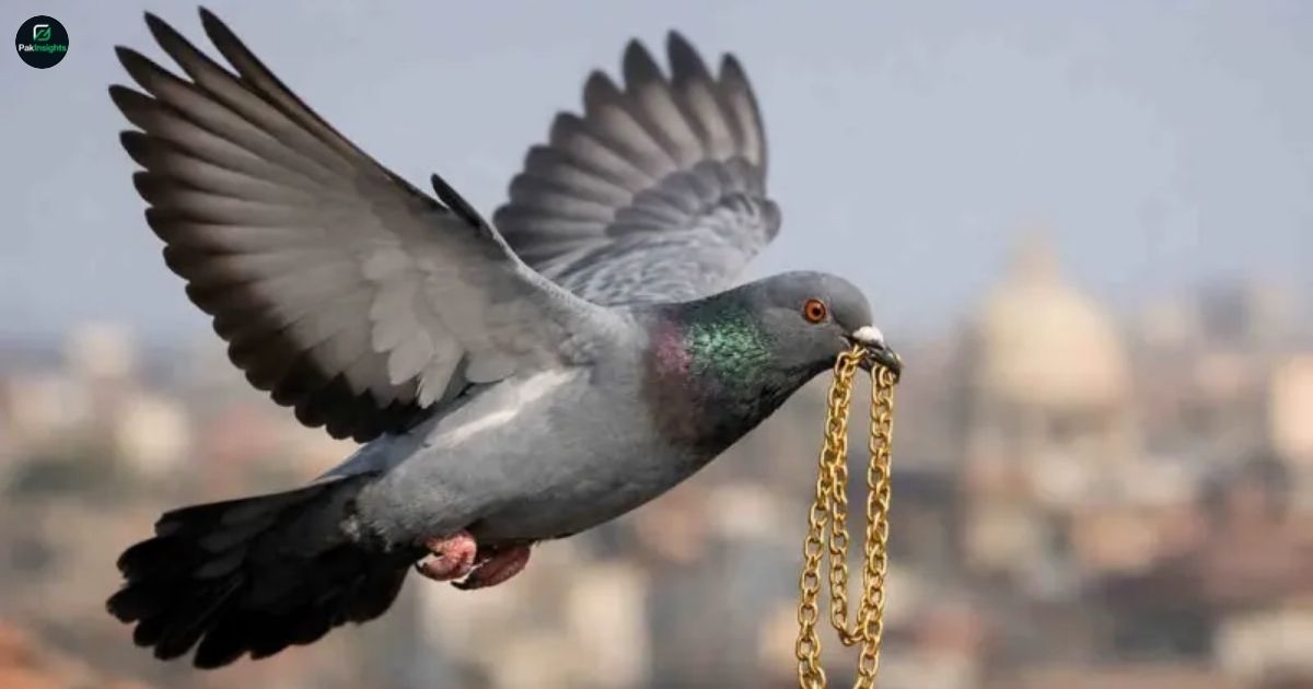 Pigeon Escapes with Valuable Gold Chain in Degana Market