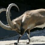 Rare Himalayan Ibex Trophy Hunt in Upper Chitral Draws Attention