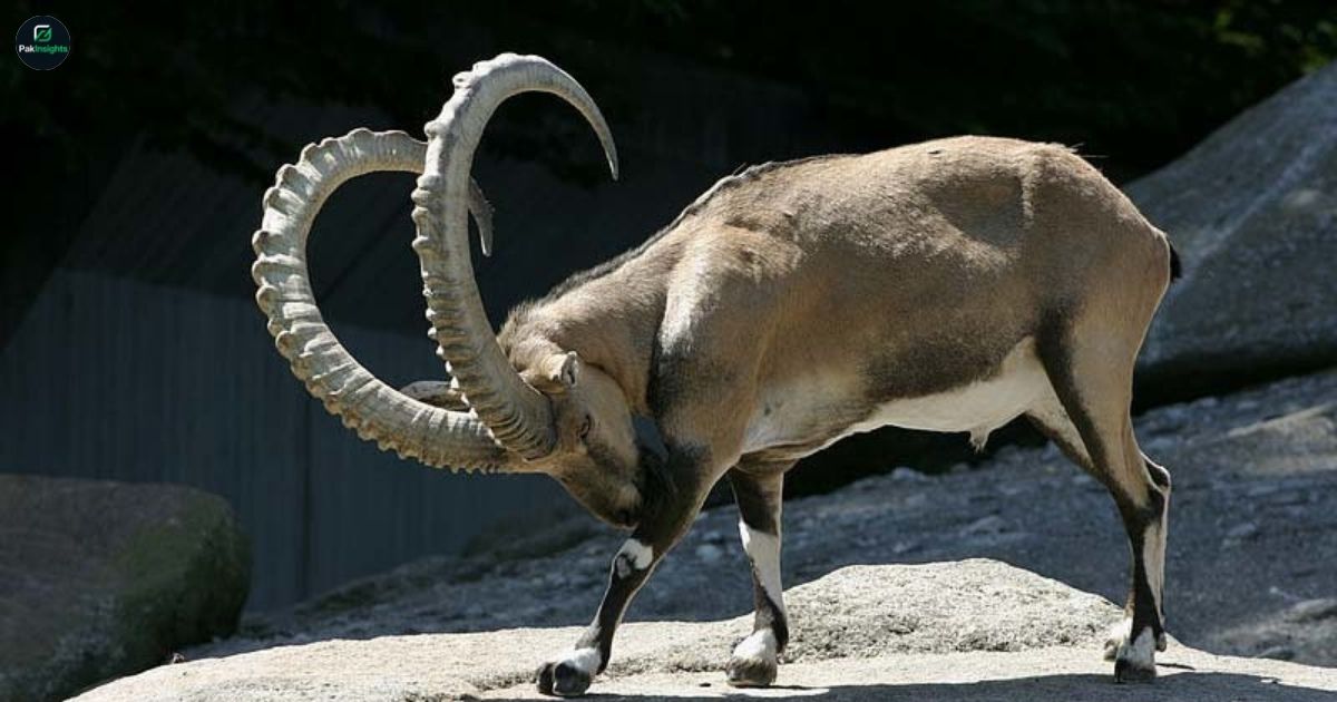 Rare Himalayan Ibex Trophy Hunt in Upper Chitral Draws Attention