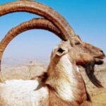 Sindh Ibex: Habitat, Conservation Status, & Ecological Importance